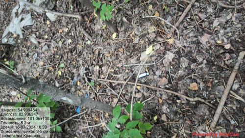 IMG 20240716 WA0051.jpg