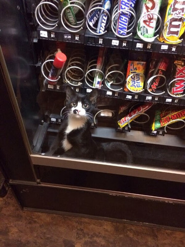 cat machine.jpg