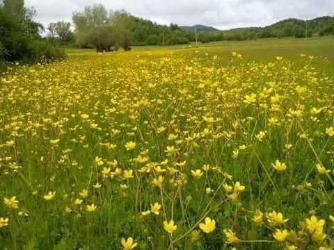 451456039 886617680153139 8582506657537854161 n.jpg? nc cat=107&ccb=1 7& nc sid=833d8c& nc ohc=gzixw.jpg