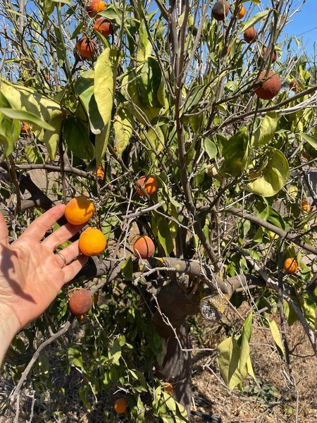 451332539 1040409210781749 7447694891492812148 n.jpg?stp=dst jpg s600x600& nc cat=104&ccb=1 7& nc si.jpg