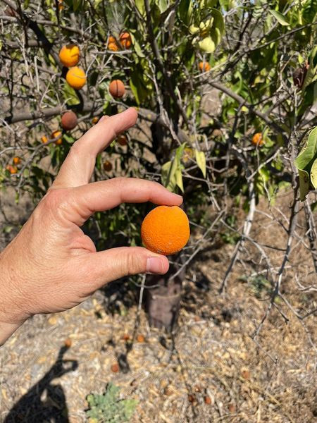 451580025 1040409297448407 59761339176016195 n.jpg?stp=dst jpg s600x600& nc cat=110&ccb=1 7& nc sid=.jpg