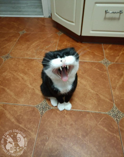 CUgp uZVkLDmq9jzOjQ2Yq61orr65zVkF8llZ39CKXclvUojLL5FByJjsuc5Ak4wF46oD L cVJ47tFLcIEsmrXi6m0nBHhj7wFy.jpg
