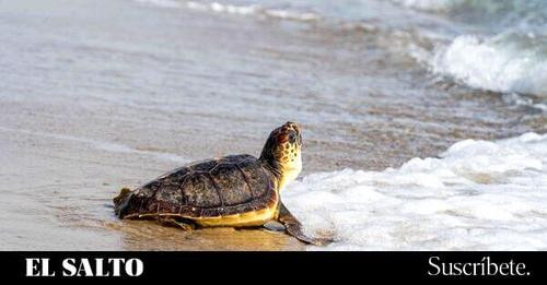 15738689195184855077?url=https%3A%2F%2Fwww.elsaltodiario.com%2Fuploads%2Ffotos%2Frs600%2F536841d4%2F.jpg