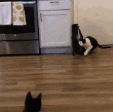 daily gifdump 3376 02.gif