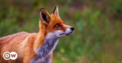 15120796415716306478?url=https%3A%2F%2Fstatic.dw.com%2Fimage%2F69679211 6.jpg&fb obo=1&utld=dw.com&s.jpg