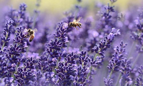 lavender2409.jpg