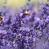lavender2409