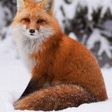 Rodys Fox