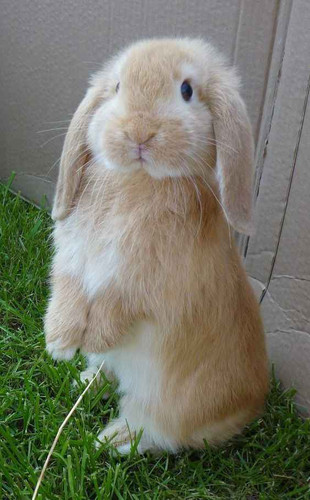 Bunny Rody.jpg