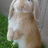 Bunny Rody