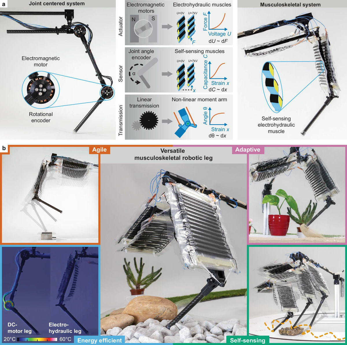 Gamba robotica con muscoli artificiali: innovazione svizzera 2 dDUJKPe