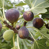 cayantrai2418