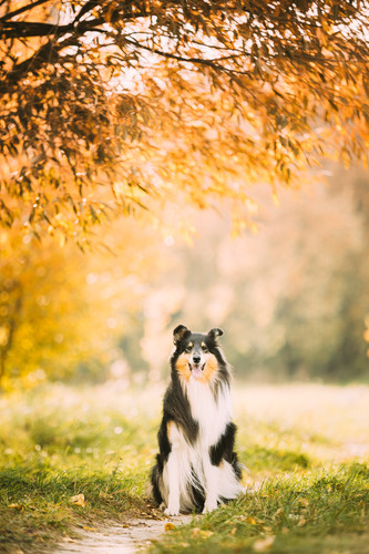 Tricolor Rough Collie, Funny Scottish Collie, Long-haired Collie, English Collie, Lassie Dog Posing .jpg