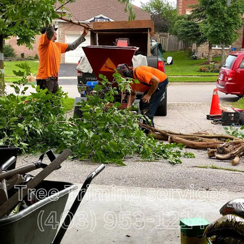 tree3.jpg