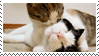 cat.webp