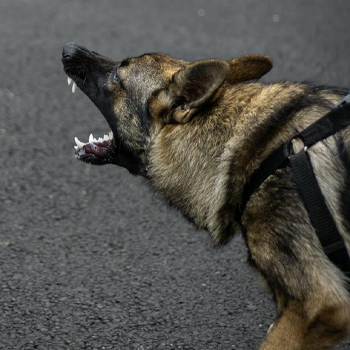 Addressing Dog Aggression.jpg