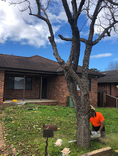Tree Lopping Services Sydney.jpg