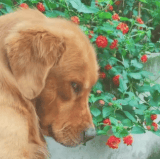 IMG 8845.gif