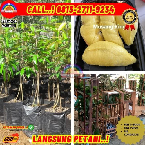 durian reva 21.jpg