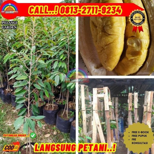 HARGA TERJANGKAU ! H.Tovix CALL: 0813-2711-9234 Jual Pohon Durian Montong Berbuah Ke Kec.Merawang-De.jpg