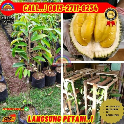 GRATIS KONSULTASI ! H.Tovix CALL: 0813-2711-9234 Jual Pohon Durian Montong Dalam Pot Ke Kec.Merawang.jpg