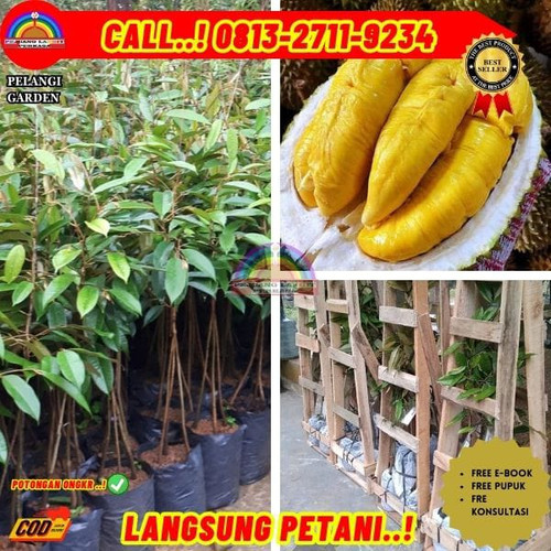 TEREKOMENDASI ! H.Tovix CALL: 0813-2711-9234 Jual Pohon Durian Montong Pendek Ke Kec.Belinyu-Desa Su.jpg