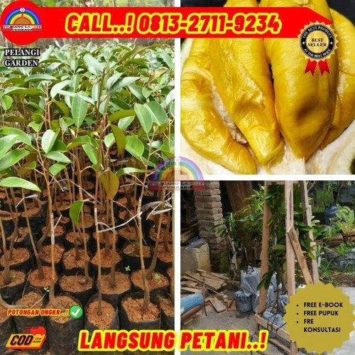 BISA NEGO ! H.Tovix CALL: 0813-2711-9234 Jual Pohon Durian Musang King Berbuah Ke Kec.Belinyu-Desa L.jpg