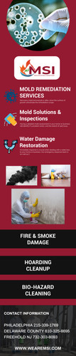 MSI Today For Professional Mold Remediation Services.jpg