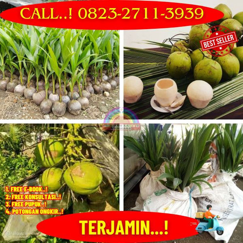 PROMO RESELLER ! H.Tovix CALL : 0823-2711-3939 Suplier Pohon Kelapa Cepat Berbuah di Kebumen-Adimuly.jpg