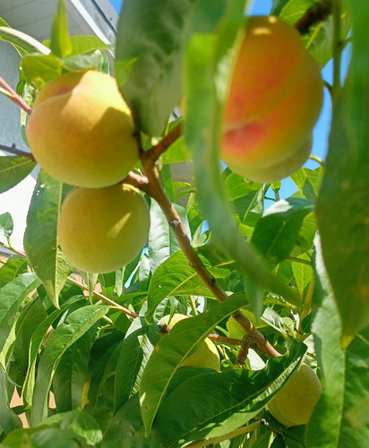 IMG 20240629 110740.jpg