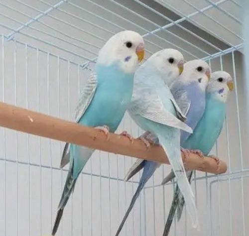 Screenshot ٢٠٢٤٠٨٠٣ ٠٨٤٨٥٣ Telegram.jpg