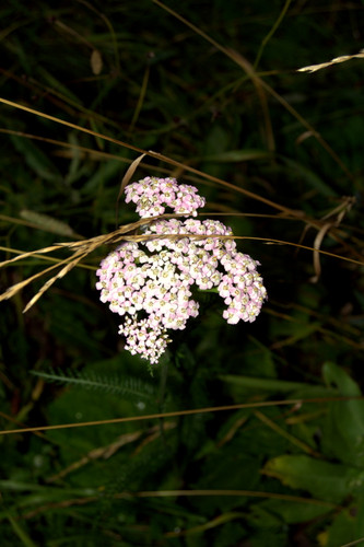 DSC 0047.jpg