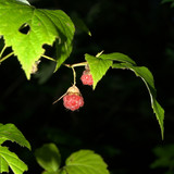 DSC 0045