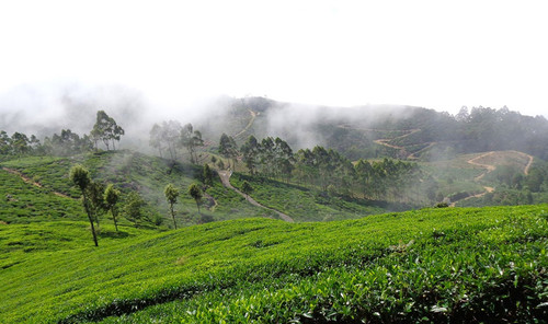 Tea Tour Sri Lanka.jpg