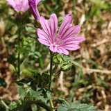 realme recensione realme GT6 Recensione