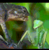 你只有嘴，人家有双刀.gif