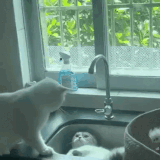 牛顿：等我想想…….gif