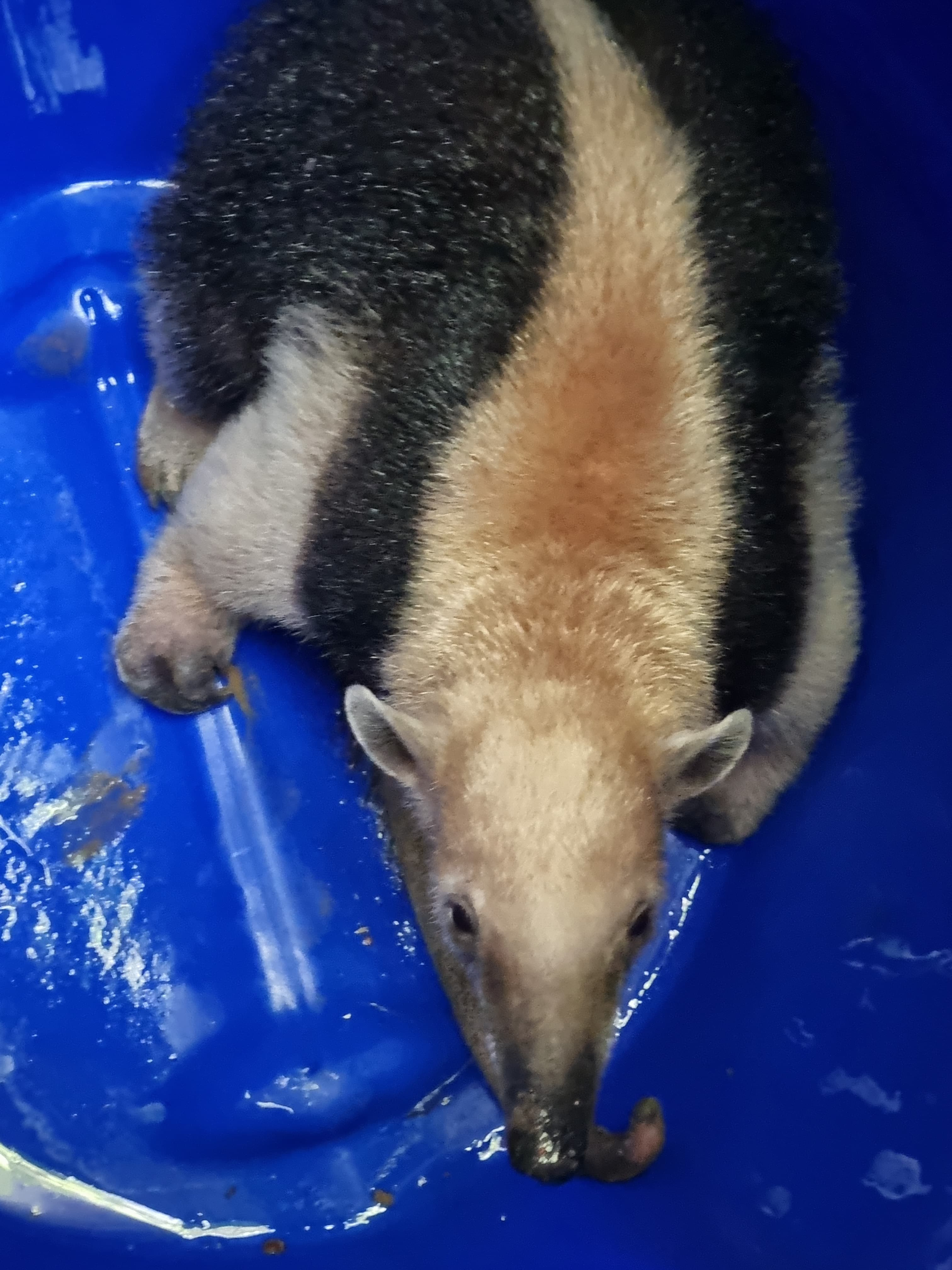 tamandua