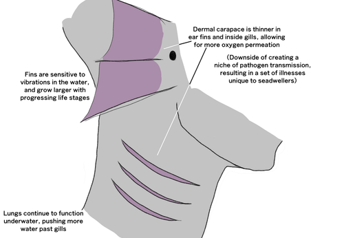 TrollAnatomySeadwellerGills.png