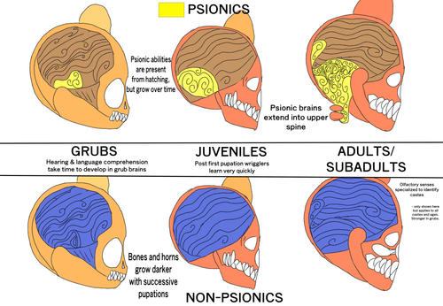 TrollAnatomyBrainCrossSection.png