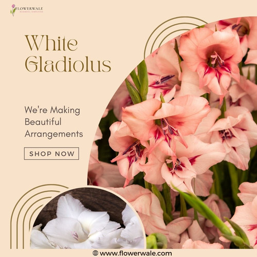 White Gladiolus.jpg