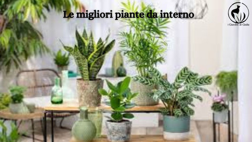 Le migliori piante da interno le migliori scelte per la casa o l'ufficio.jpg