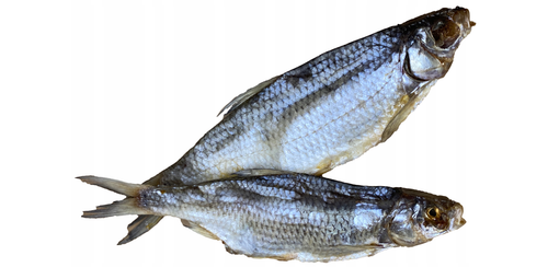 płoć ryba.png