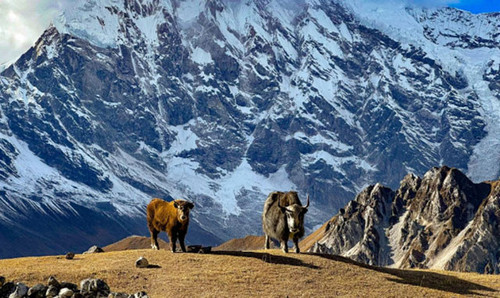 9 days Langtang Valley Trekking with Itinerary and cost  for 2024/25.jpg