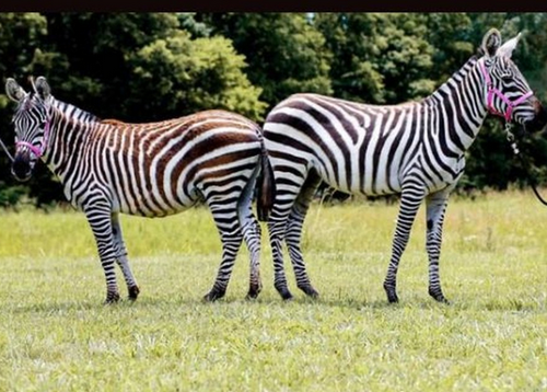 firefox JSLoaGaXgQ.png