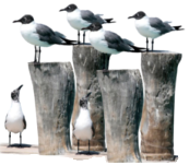 VmRVDB7j8ElA 2 removebg preview.png