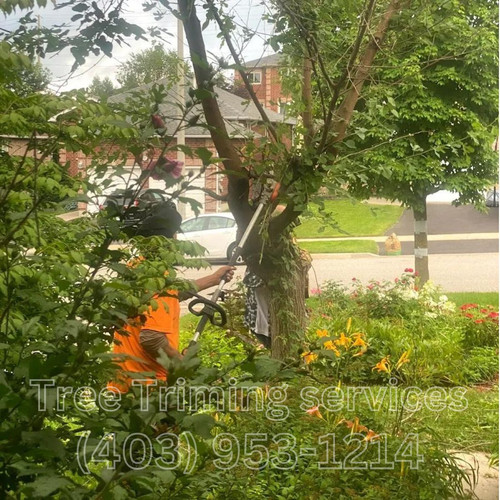 tree 1.jpg