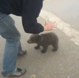 cute bear attack (2).gif