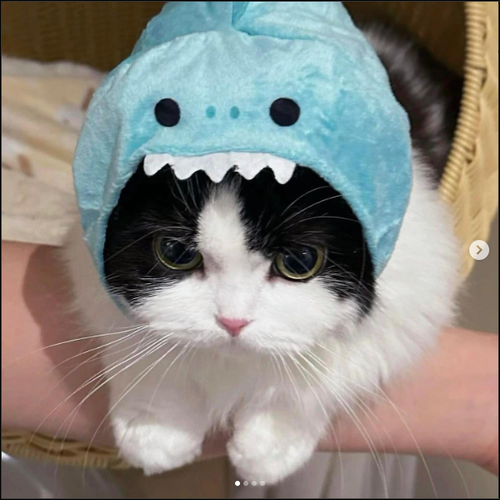 brave LTbWP4qhT3.png
