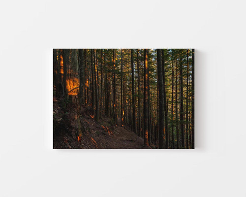 Autumn Woods Trail v1.jpg